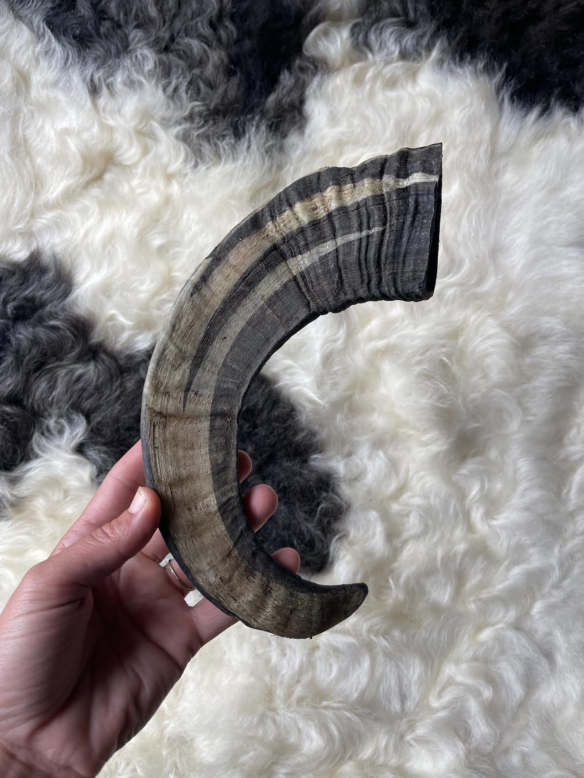 Ram Horn – Little Creek Feed