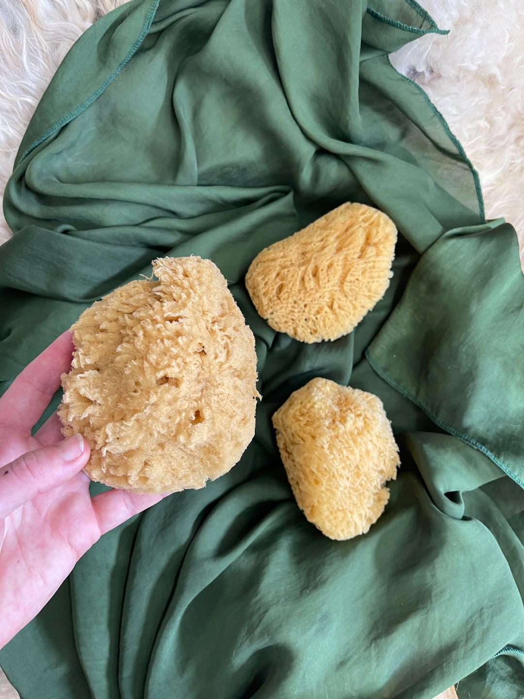 Natural Sea Sponge