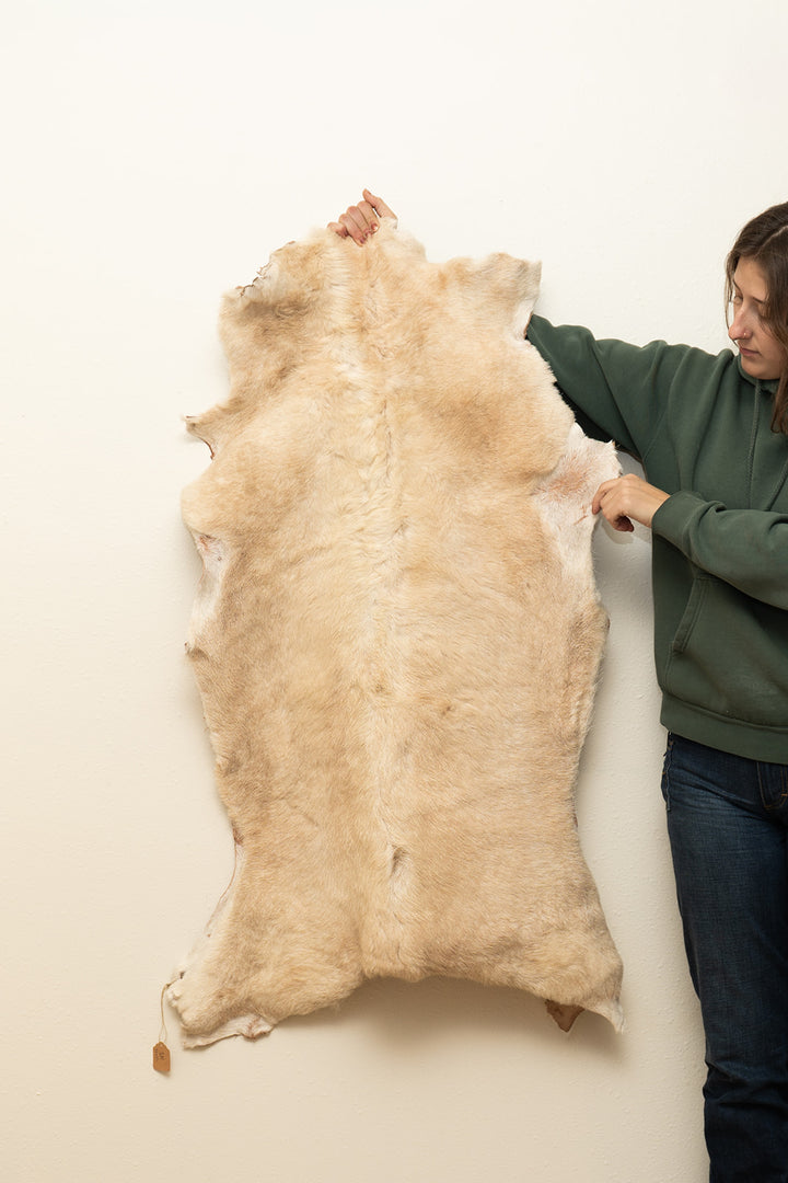 BRIDGER - Katahdin Sheepskin "1N" - Tan