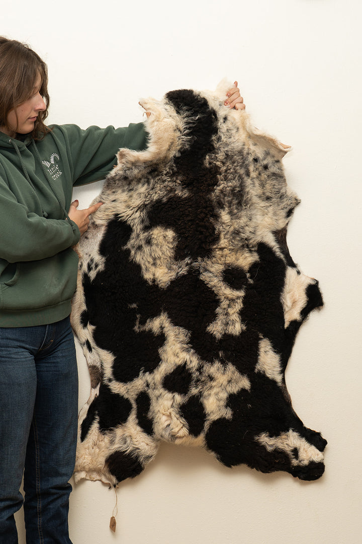 DALMATION - Katahdin Sheepskin "1R" - White and Black Spotted