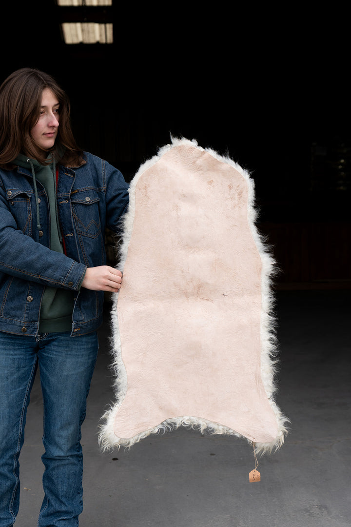 MIDAS - Icelandic Sheepskin "CC" - Gold and White